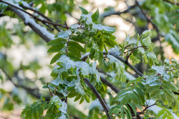 Melting snow on the green foliage of a tree in May