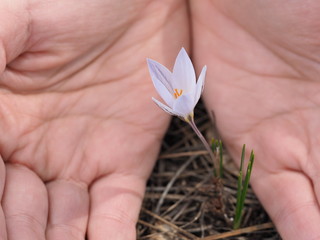 A spring flower is covered by human hands. Love, Heart and beauty in hands.