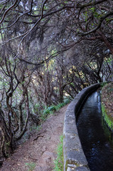 Hiking path in dark laurel forest, part of Levada 25 Fontes in Madeira island, Portugal. Irrigation system canal, narrow stone path, and laurel trees. Laurissilva, laurisilva. Madeira trail.