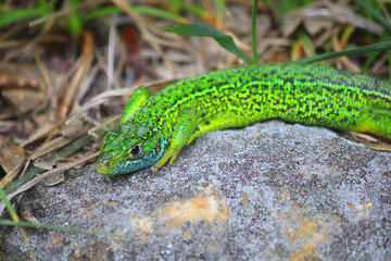 green lizard on the stone