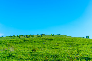 Meadow with vegetation against the sky