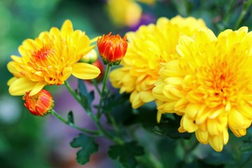 Chrysanthemum