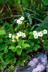 Beautiful blooming wild strawberry grown in the garden closeup. Many of white strawberry flowers. Gardening. Flowers in a spring or summer garden, selective focus.