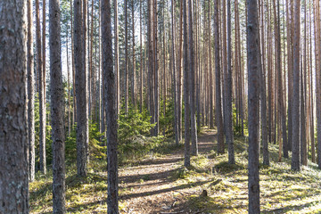 Coniferous trees in the Karelian forest