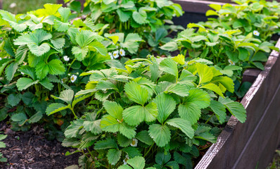 Young flowering strawberry grows in a wooden container in the spring garden. Growing strawberries in a raised garden bed. Gardening in the backyard.