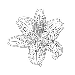 Lily