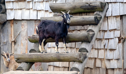 Goat, Black goat, Domestic goat, Black goat portrait