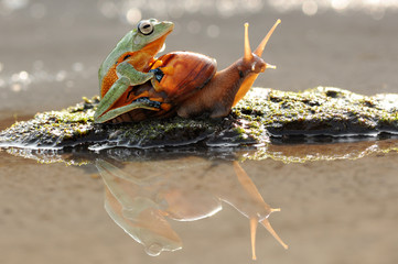 Frog on the snail