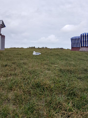 A Seagull take a break