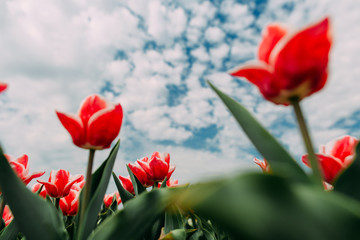 red dutch tulips field against blue sky