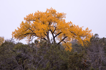 Fototapeta premium Fall 3