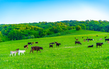 Cows graze in the meadow