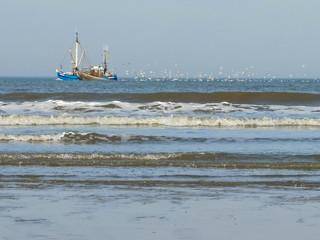 Many Seagulls behind a fishing boat Norderney