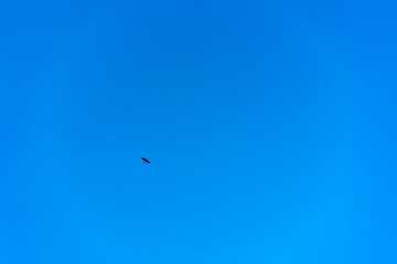 Bird of prey flying in the sky