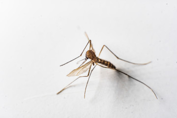 
mosquito closeup sits on a background of a light wall
