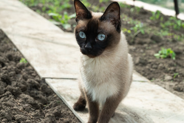 Siamese cat with blue eyes on the hunt. A cat with beautiful eyes.
