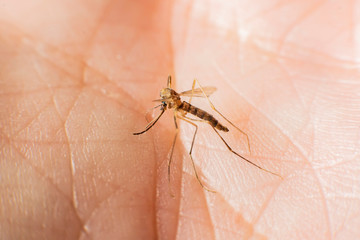 a mosquito sits on the skin of a man  hand close up