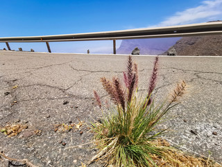 Hotspot with a nice view and beautiful flower in the street