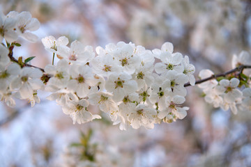 White blossoming buds cherry flowers on a branch, on a white blurred background