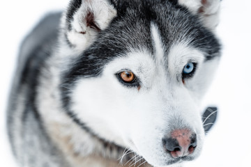 Obraz premium sled dogs in the Murmansk region