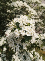 Spiraea arguta white flowers. White spiraea flowers on a branch
