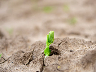 green pea sprout on the ground