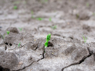 green pea sprout on the ground