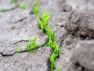 green plant growing in soil