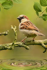Vögel 135
