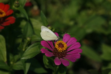 Evening. butterfly on a pink flower