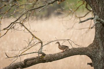 
duck sits on a tree near the river