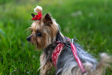 Yorkshire Terrier on a leash for a walk © Nariman