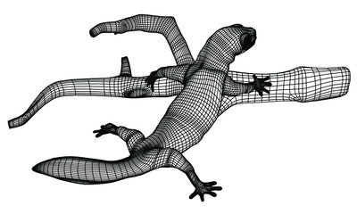 Fototapeta premium Gecko lizard polygonal lines illustration. Abstract vector lizard on the white background
