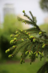 Young needles. Bright and fresh greens.