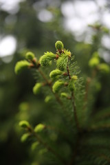 close up of pine needles