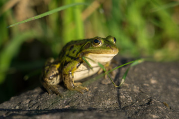 Teichfrosch im Sonnenlicht