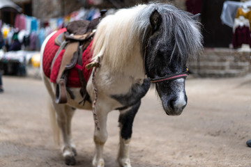 Obraz premium A lone pony stands on the ground in a harness.