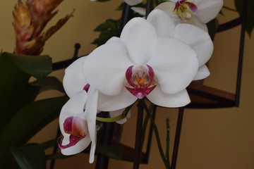 Orquídeas