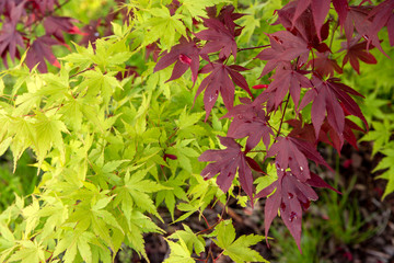 red and green leaves