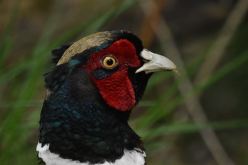 pheasant male bird