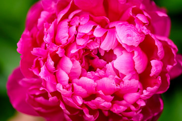 Peony leaves close-up. Peony Flower. Money flower of happiness.