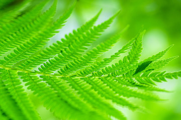Fototapeta na wymiar Fern Leaves Ecology Concept. Wildlife Paportik. Green Leaf Fern.
