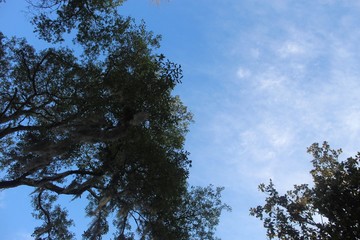 sky and tree