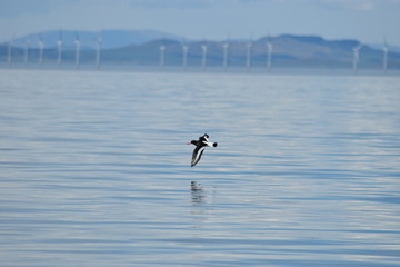 Oystercatcher skimming the waves