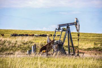 Working pump jack on oil or gas well out in pasture with a herd of cows in the background -...
