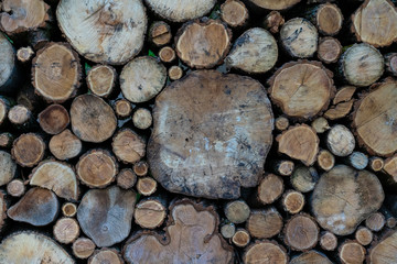 Logs lie on top of each other in large numbers