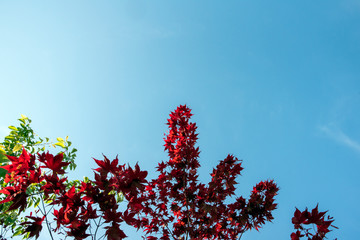 red maple leaves against blue sky