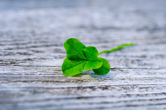 Four leaf clover lies wooden background. Green Clover close-up. Clover for good luck..