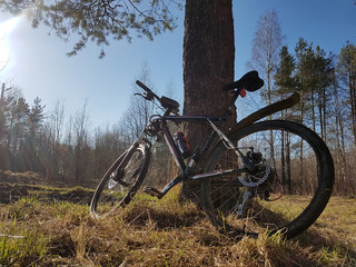 Fototapeta na wymiar Mountain bicycle stay among a forest glade. Sunny spring or autumn day.
