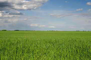 Field of wheat and sunny day. Green field and blue sky. Wheat field and blue sky.